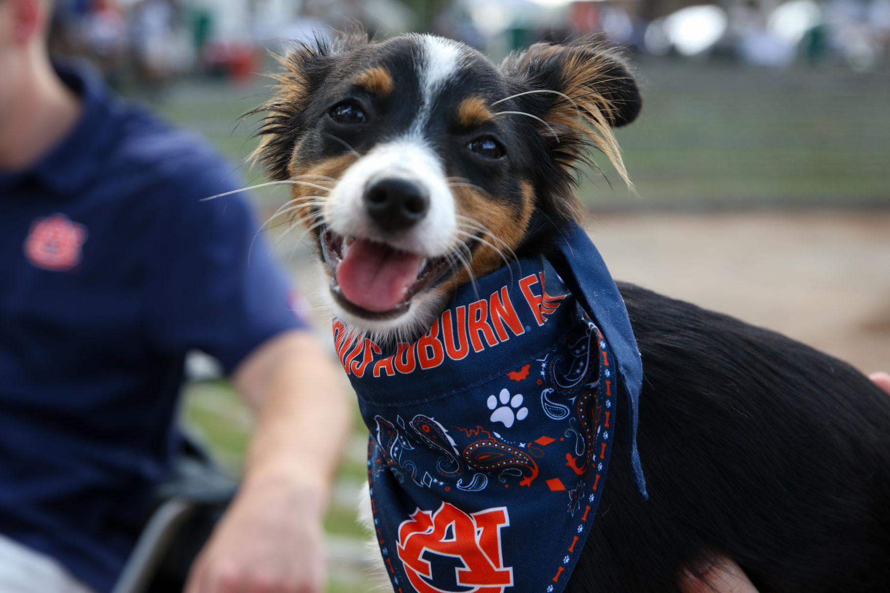 Auburn vs. Tulane football